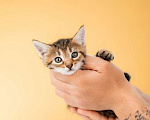 Кошки в Москве: Котята от сибирской мамы — 1,5 месяца в добрые руки Мальчик, Бесплатно - фото 4