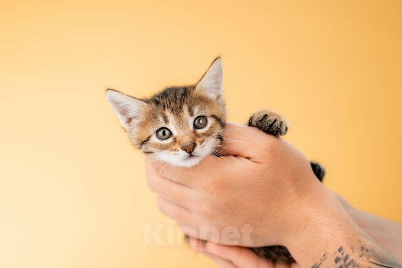 Кошки в Москве: Котята от сибирской мамы — 1,5 месяца в добрые руки Мальчик, Бесплатно - фото 4