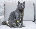 Кошки в Москве: Британский кот Оксфорд ищет дом Мальчик, Бесплатно - фото 3