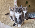 Кошки в Раменском: Котята мейн кун Разнополые, 20 000 руб. - фото 6