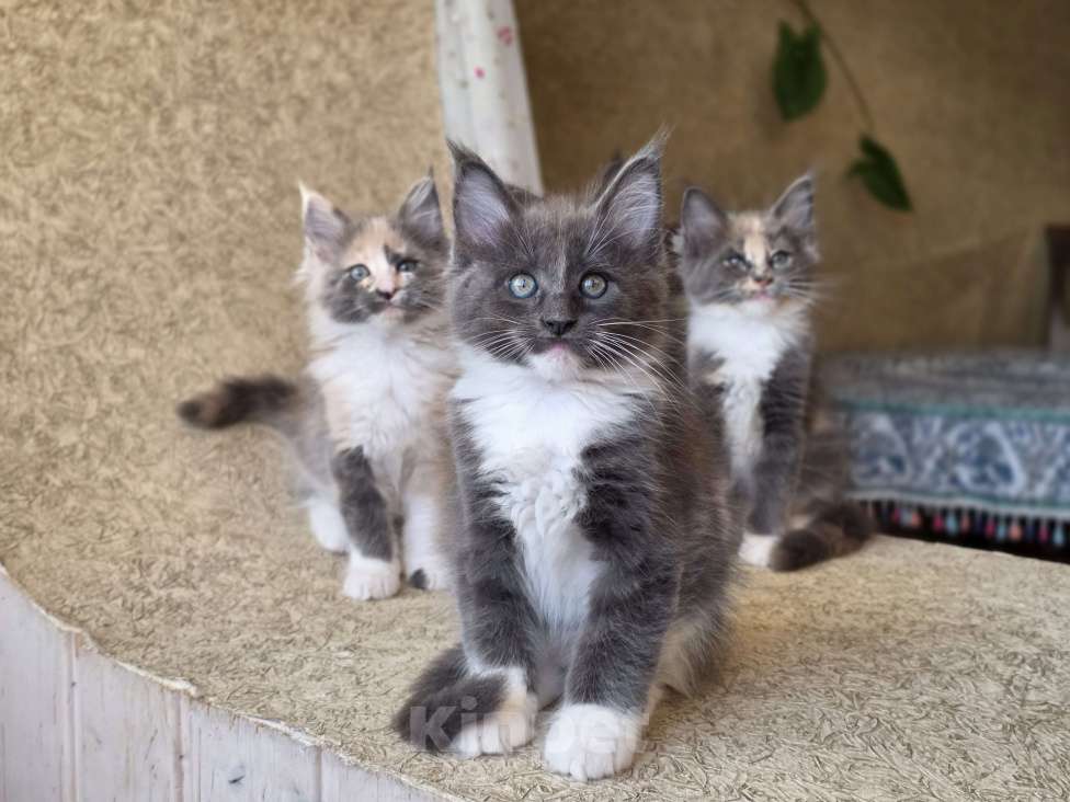 Кошки в Раменском: Котята мейн кун Разнополые, 20 000 руб. - фото 6