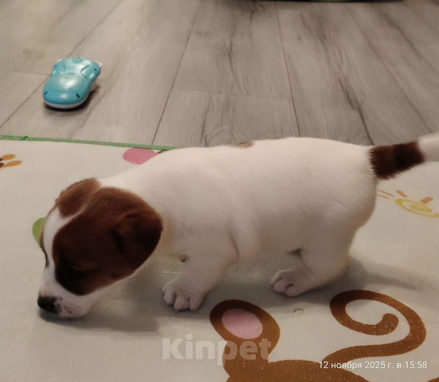 Собаки в Мытищах: Джек Рассел терьер Аврора Девочка, 100 000 руб. - фото 4