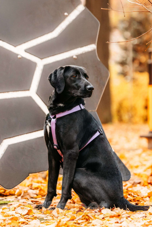 Собаки в Москве: Собака бесплатно Москва Девочка, Бесплатно - фото 3