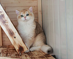 Кошки в Владивостоке: Золотой Британский котёнок Мальчик, 50 000 руб. - фото 1