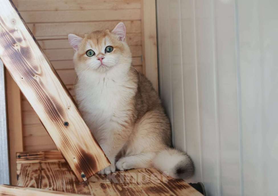 Кошки в Владивостоке: Золотой Британский котёнок Мальчик, 50 000 руб. - фото 1