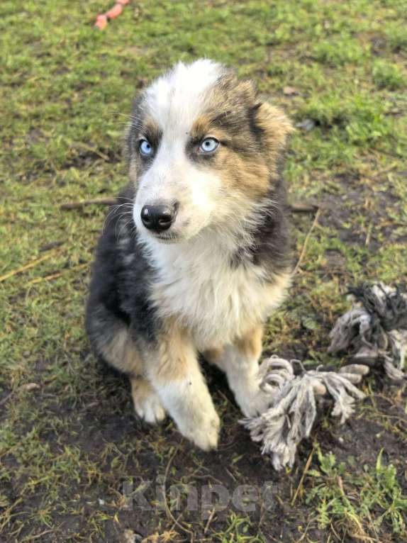 Собаки в Лосином-Петровском: Якутята из ппбж Мальчик, Бесплатно - фото 6