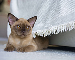 Кошки в Москве: Бурманские породные котята Девочка, Бесплатно - фото 6