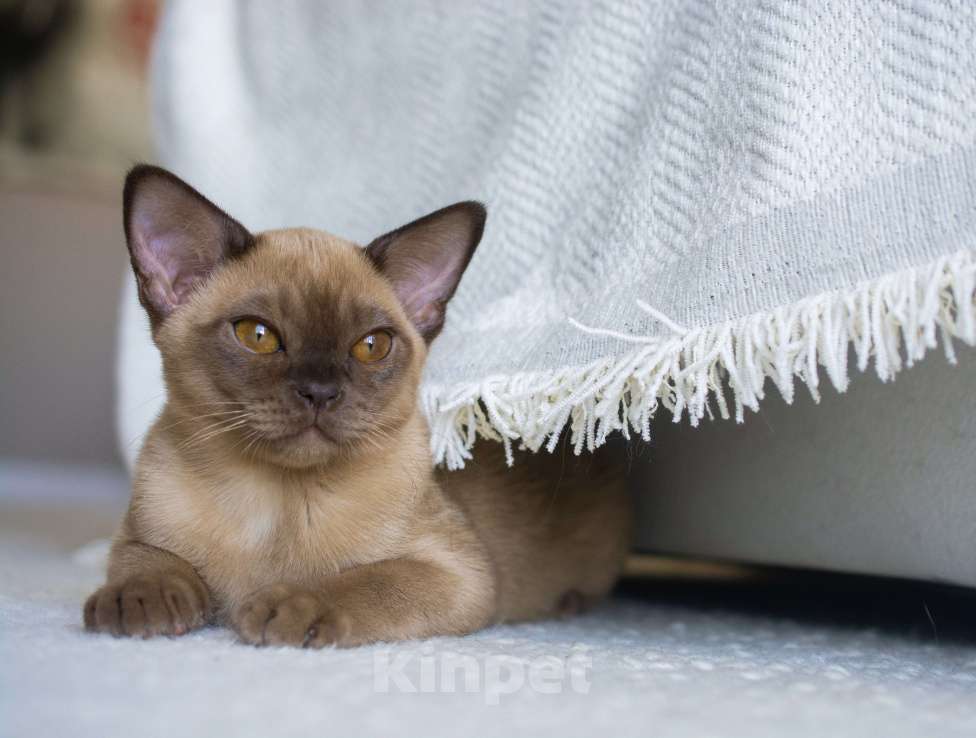 Кошки в Москве: Бурманские породные котята Девочка, Бесплатно - фото 6