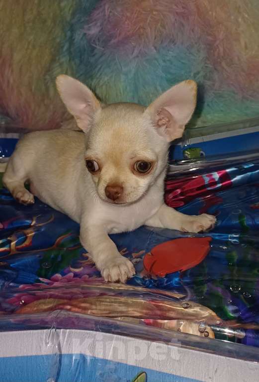 Собаки в Санкт-Петербурге: Классная девченка Девочка, 30 000 руб. - фото 3