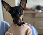 Собаки в Элисте: Продам недорого девочку цвергпинчер,ей 2 года и 2 месяца Девочка, Бесплатно - фото 1