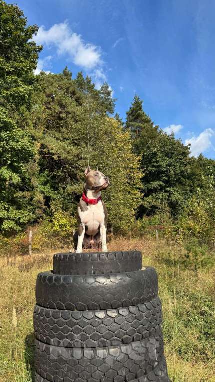Собаки в Балашихе: Американский стаффордширский терьер Мальчик, Бесплатно - фото 4