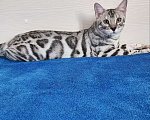 Кошки в Москве: Бенгальский серебряный мальчик Мальчик, 35 000 руб. - фото 4
