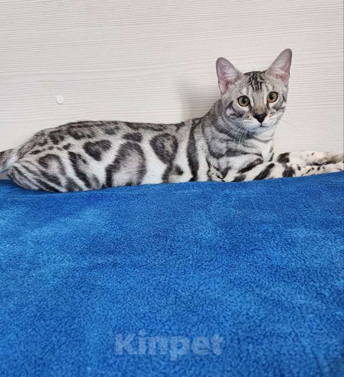 Кошки в Москве: Бенгальский серебряный мальчик Мальчик, 35 000 руб. - фото 4