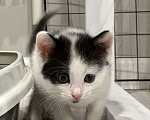 Кошки в Воронеже: Черно белый котенок Мальчик, Бесплатно - фото 3