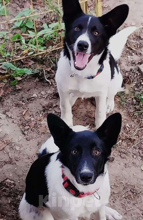 Собаки в Москве: Белые щенки Пират и Ёка в добрые руки Мальчик, 1 руб. - фото 3