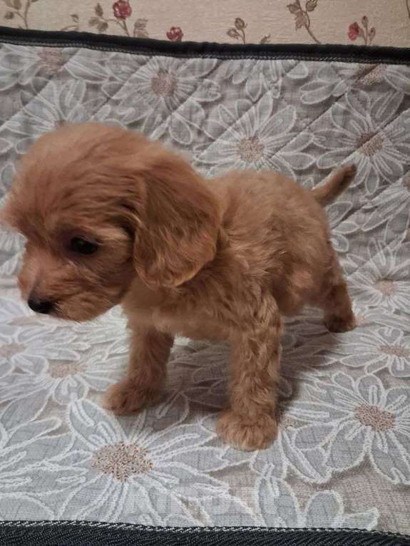 Собаки в Шахте: Кавапу, щенки Девочка, 40 000 руб. - фото 5