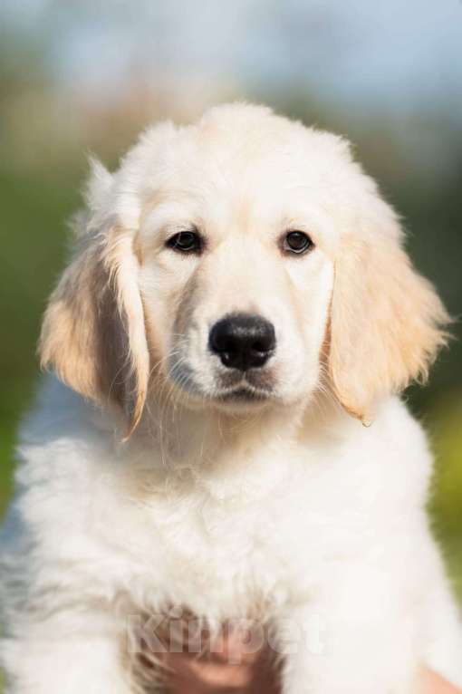 Собаки в Мытищах: Золотистый ретривер, щенок Мальчик, 60 000 руб. - фото 4