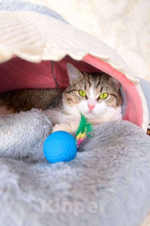 Кошки в Москве: Котенок Юкки девочка ищет дом Девочка, Бесплатно - фото 1