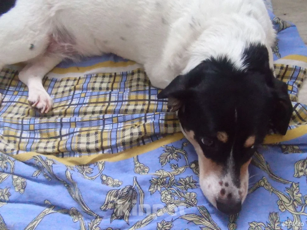 Собаки в Ханты-Мансийске: Джек-рассел-терьер, взрослая собака Девочка, Бесплатно - фото 2