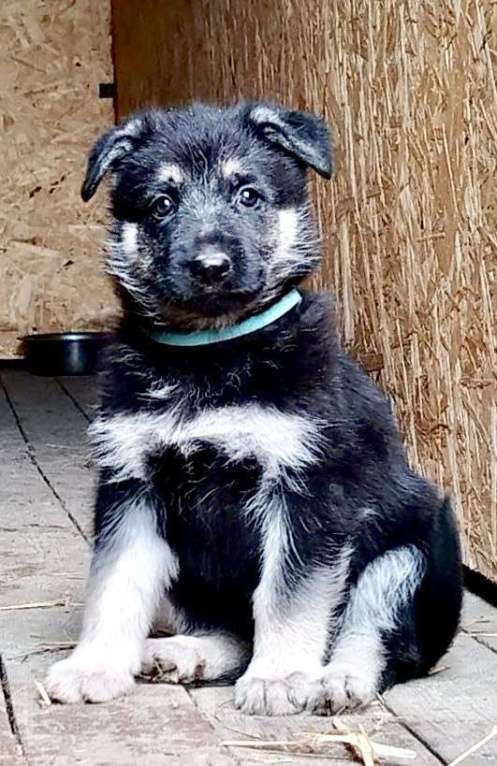 Собаки в других городах Краснодарского края: Щенок Восточноевропейской овчарки Девочка, 60 000 руб. - фото 2