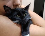 Кошки в Москве: Котенок в добрые руки Девочка, Бесплатно - фото 4
