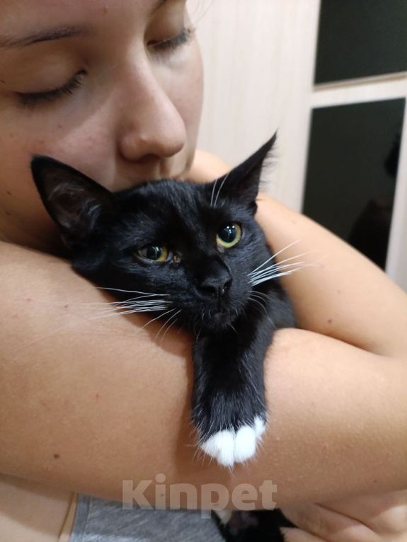 Кошки в Москве: Котенок в добрые руки Девочка, Бесплатно - фото 4