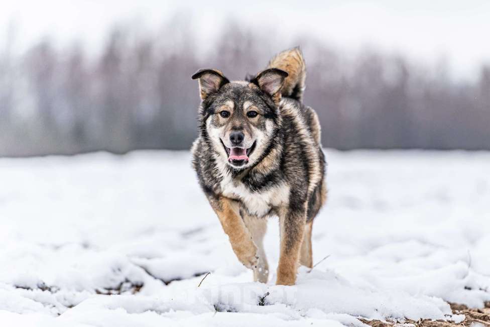Собаки в Клине: Хэппи — милашка, излучающая свет Девочка, Бесплатно - фото 5