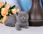 Кошки в Мурином: Британский котик голубого окраса (светлого оттенка) Мальчик, 38 000 руб. - фото 8