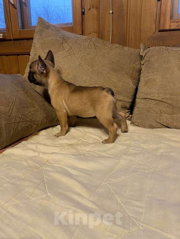 Собаки в Санкт-Петербурге: Шикарная девочка французского бульдога  Девочка, 40 000 руб. - фото 7