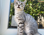 Кошки в других городах Ставропольского края: Камышовый кот Мальчик, 15 000 руб. - фото 1