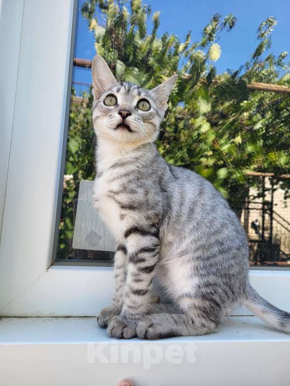 Кошки в других городах Ставропольского края: Камышовый кот Мальчик, 15 000 руб. - фото 1