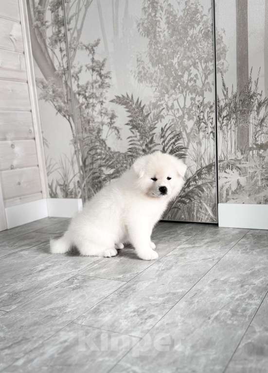 Собаки в Новосибирске: Щенок акиты- белый мишка Мальчик, 80 000 руб. - фото 7