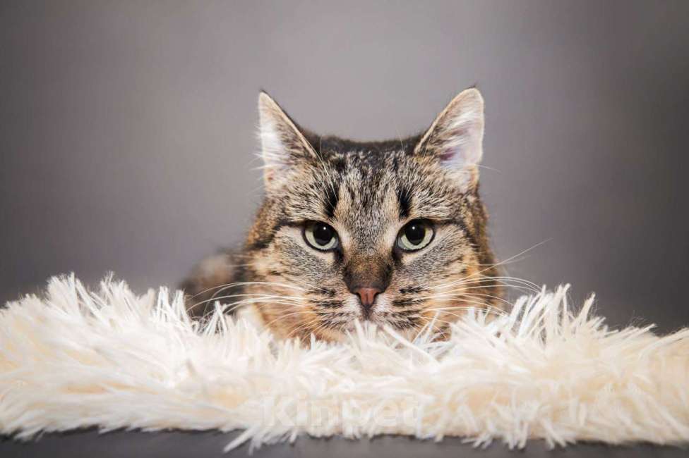 Кошки в Москве: Кошечка Девочка, Бесплатно - фото 2