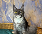 Кошки в Москве: Голубо-кремовая черепаховая девочка, мейн-кун, котенок Девочка, 40 000 руб. - фото 8