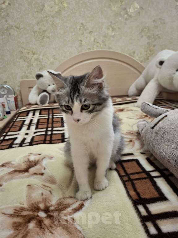 Кошки в Саратове: Котенок Ириска ищет дом Девочка, Бесплатно - фото 3