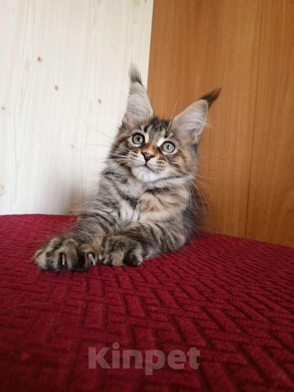 Кошки в Владимире: Рошель - кошка черепашка Девочка, 50 000 руб. - фото 1