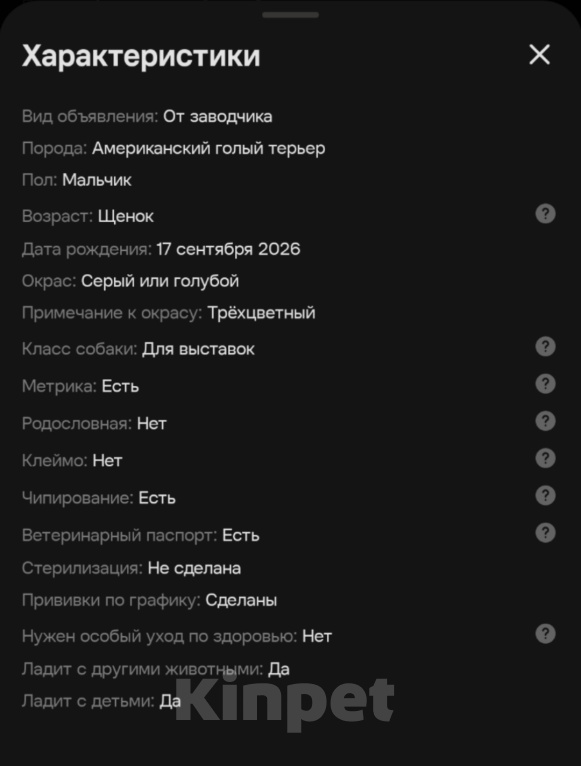 Собаки в Калининграде: Американский голый терьер, щенок Девочка, 80 000 руб. - фото 3
