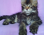 Кошки в Ейске: котята Мейн-Кун Мальчик, Бесплатно - фото 1
