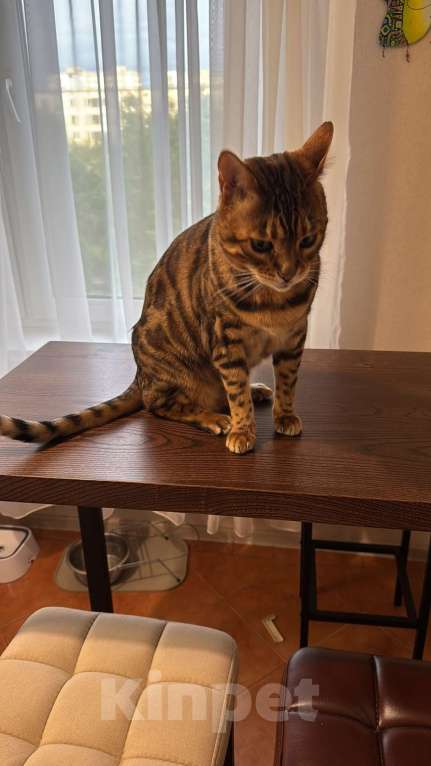 Кошки в других городах Московской области: ДОМА!!!!!! Мальчик, 20 000 руб. - фото 4