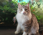 Кошки в Москве: Котёнок мальчик курильский бобтейл Мальчик, 50 000 руб. - фото 1