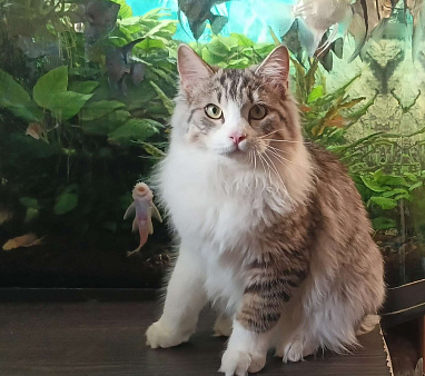 Котёнок мальчик курильский бобтейл