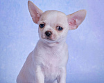 Собаки в Москве: Чихуахуа гладкошерстная девочка Девочка, Бесплатно - фото 2