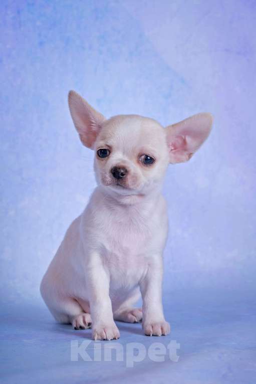 Собаки в Москве: Чихуахуа гладкошерстная девочка Девочка, Бесплатно - фото 2