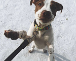 Собаки в Новокузнецке: Подрощенная малышка американского питбультерьера в Девочка, 25 000 руб. - фото 2