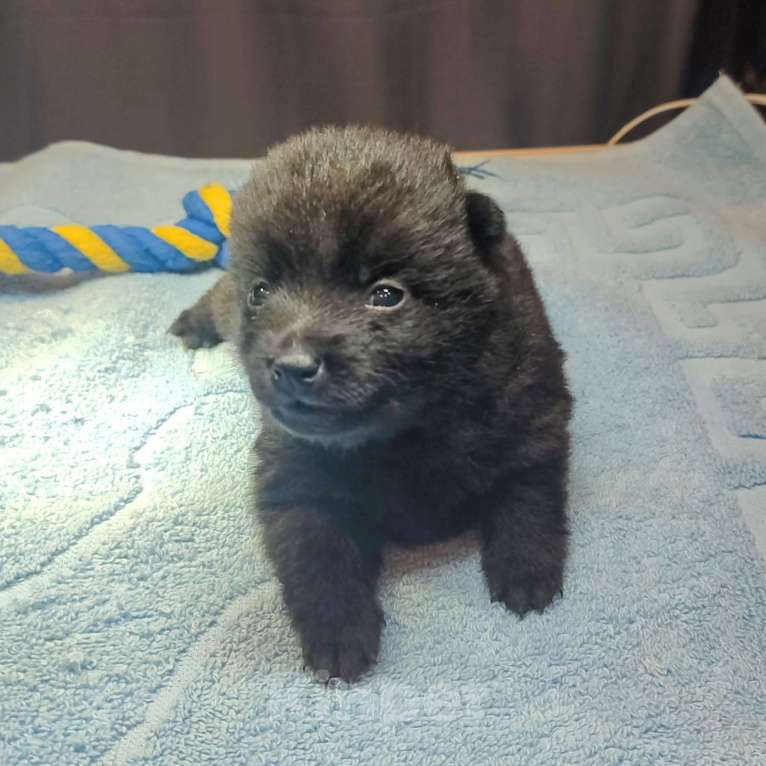 Собаки в Раменском: Щенки шипперке от титулованных родителей в домашних условиях (Красная) Девочка, 80 000 руб. - фото 3