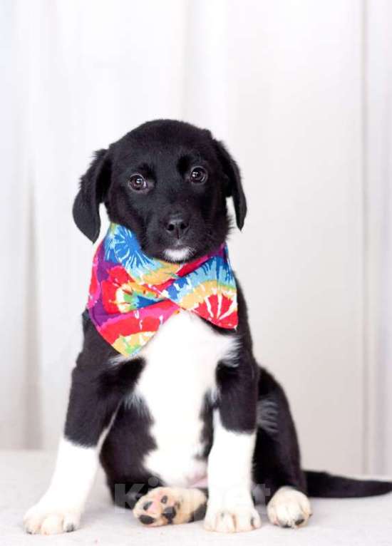 Собаки в Москве: Голубоглазые щенки от мамы лабрадора в добрые руки Девочка, Бесплатно - фото 6