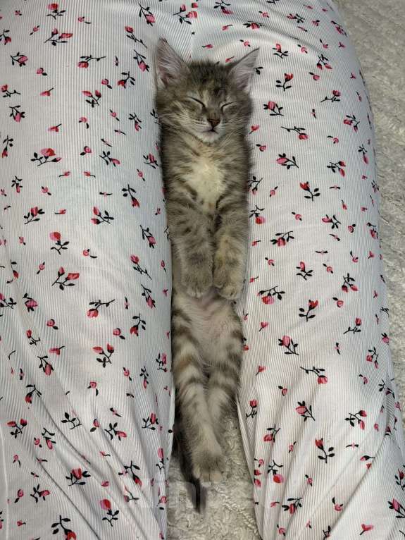 Кошки в Сочи: Отдам в добрые руки. Срочно! Девочка, Бесплатно - фото 4