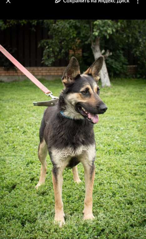 Собаки в Москве: Метис овчарки Девочка, Бесплатно - фото 5