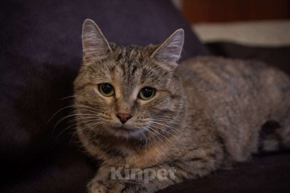 Кошки в Москве: Кошечка Лада в добрые руки Девочка, Бесплатно - фото 9