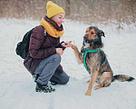 Собаки в Москве: Тимбо – ласковый, человекоориентированный пёс с активной жизненной позицией. Мальчик, Бесплатно - фото 6